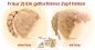Preview: Teil 3/4: Gr 40-48cm Puppenhaare/Frisur aus Glattmohairgarn GINGER/Haarlänge 18cm