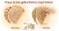 Preview: Teil 3/4: Gr 54cm Puppenhaare/Frisur aus Glattmohairgarn GINGER/Haarlänge 18cm
